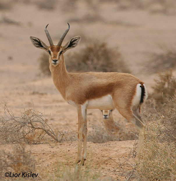 צבי נגב Dorcas Gazelle Gazella  dorcas                                      המישר אפריל 2006